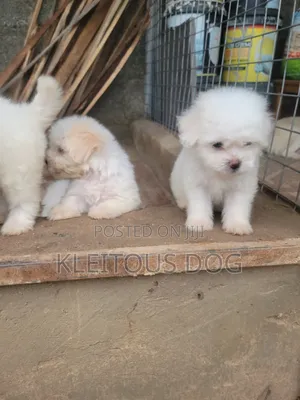Kare Lhasa Apso Mace Mai Tsarki, Watan 1-3