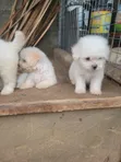 Kare Lhasa Apso Mace Mai Tsarki, Watan 1-3 - 3