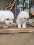 Kare Lhasa Apso Mace Mai Tsarki, Watan 1-3 - 4