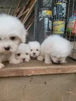 Kare Lhasa Apso Mace Mai Tsarki, Watan 1-3 - 5