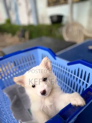 1-3 Months Female Purebred American Eskimo