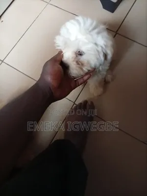 Female Purebred Lhasa Apso Puppy (0-1 Month)
