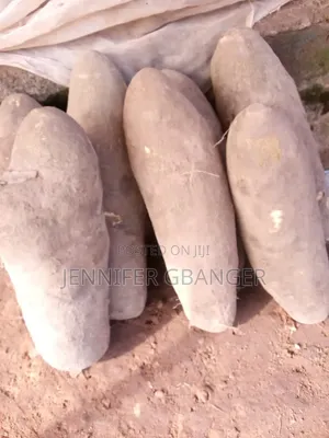 Dankali na Benue - 40 Guda