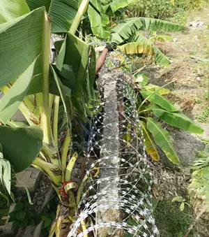 Galvanised Barbed Wire for Security Fencing