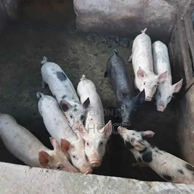Piglet for Sale - Pietrain Crossbred - 1