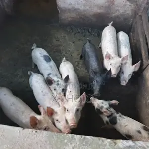 Piglet for Sale - Pietrain Crossbred