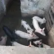 Piglet for Sale - Pietrain Crossbred - 2