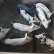 Piglet for Sale - Pietrain Crossbred - 3