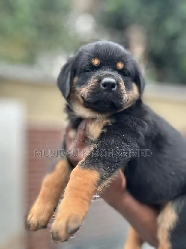 Purebred Rottweiler Puppies - 1-3 Months Old - 1