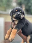 Purebred Rottweiler Puppies - 1-3 Months Old - 1