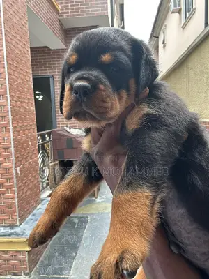 Purebred Rottweiler Puppies - 1-3 Months Old