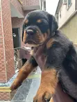 Purebred Rottweiler Puppies - 1-3 Months Old - 2