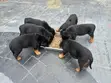 Purebred Rottweiler Puppies - 1-3 Months Old - 3