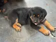 Purebred Rottweiler Puppies - 1-3 Months Old - 4