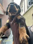 Purebred Rottweiler Puppies - 1-3 Months Old - 5