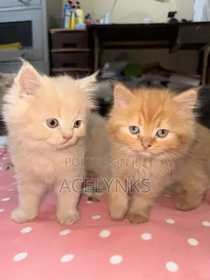 Purebred Persian Kitten, 1-3 Months Old