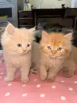 Purebred Persian Kitten, 1-3 Months Old - 1