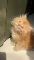 Purebred Persian Kitten, 1-3 Months Old - 2