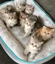 Purebred Persian Kitten, 1-3 Months Old - 3