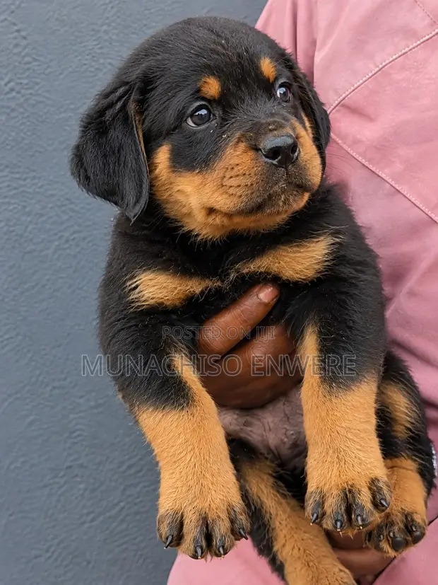 Purebred Rottweiler Puppy (1-3 Months) - 1