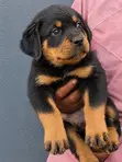 Purebred Rottweiler Puppy (1-3 Months) - 1