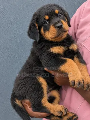 Rottweiler Zuriya (Wata 1-3)