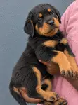 Purebred Rottweiler Puppy (1-3 Months) - 2