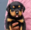 Purebred Rottweiler Puppy (1-3 Months) - 3