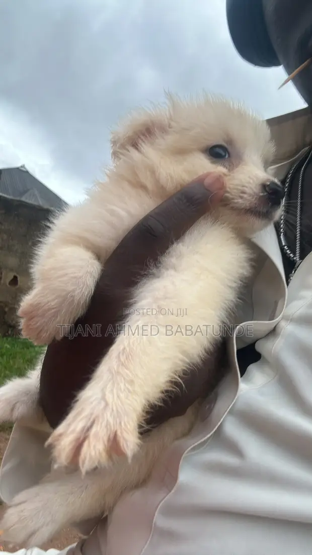 Yar Amurka Eskimo Mai Tsarki, Wata 1-3 - 1