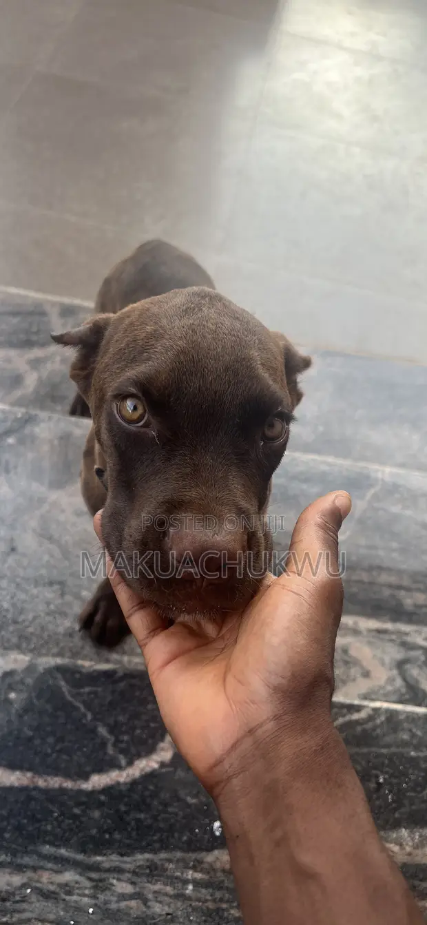 Purebred Cane Corso Puppy, 3-6 Months Old - 1