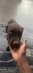 Purebred Cane Corso Puppy, 3-6 Months Old - 1