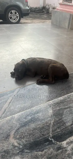 Purebred Cane Corso Puppy, 3-6 Months Old