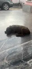 Purebred Cane Corso Puppy, 3-6 Months Old - 2