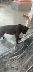 Purebred Cane Corso Puppy, 3-6 Months Old - 3