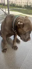 Purebred Cane Corso Puppy, 3-6 Months Old - 4