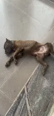 Purebred Cane Corso Puppy, 3-6 Months Old - 5