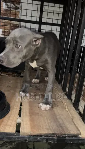 Purebred American Bully Puppy - 4 Months Old