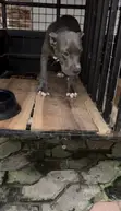 Purebred American Bully Puppy - 4 Months Old - 2