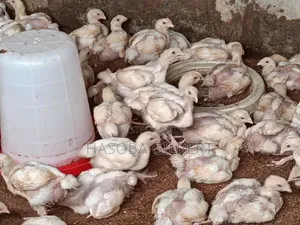 Broiler Birds for Sale