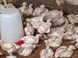 Broiler Birds for Sale - 1