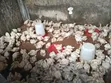 Broiler Birds for Sale - 2