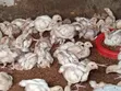 Broiler Birds for Sale - 3