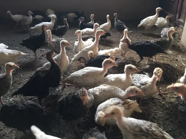 500 Turkeys for Sale (8 Weeks Old) - 1