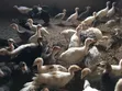 500 Turkeys for Sale (8 Weeks Old) - 2