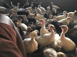 500 Turkeys for Sale (8 Weeks Old)