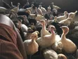 500 Turkeys for Sale (8 Weeks Old) - 3