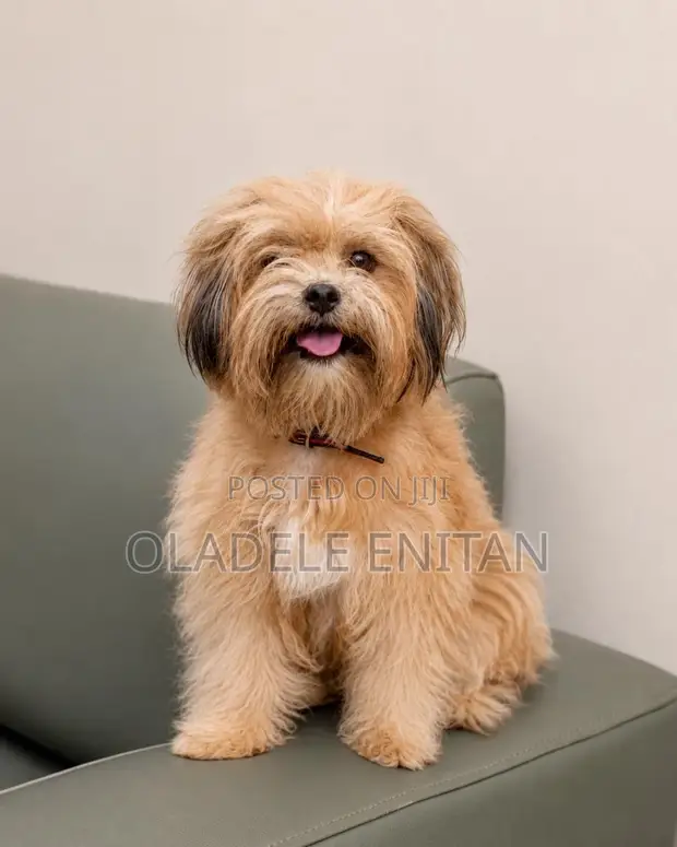 Female Purebred Lhasa Apso, 1+ Year Old - 1