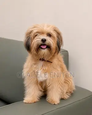 Female Purebred Lhasa Apso, 1+ Year Old