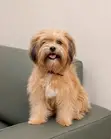 Female Purebred Lhasa Apso, 1+ Year Old - 1