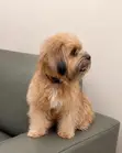 Female Purebred Lhasa Apso, 1+ Year Old - 2